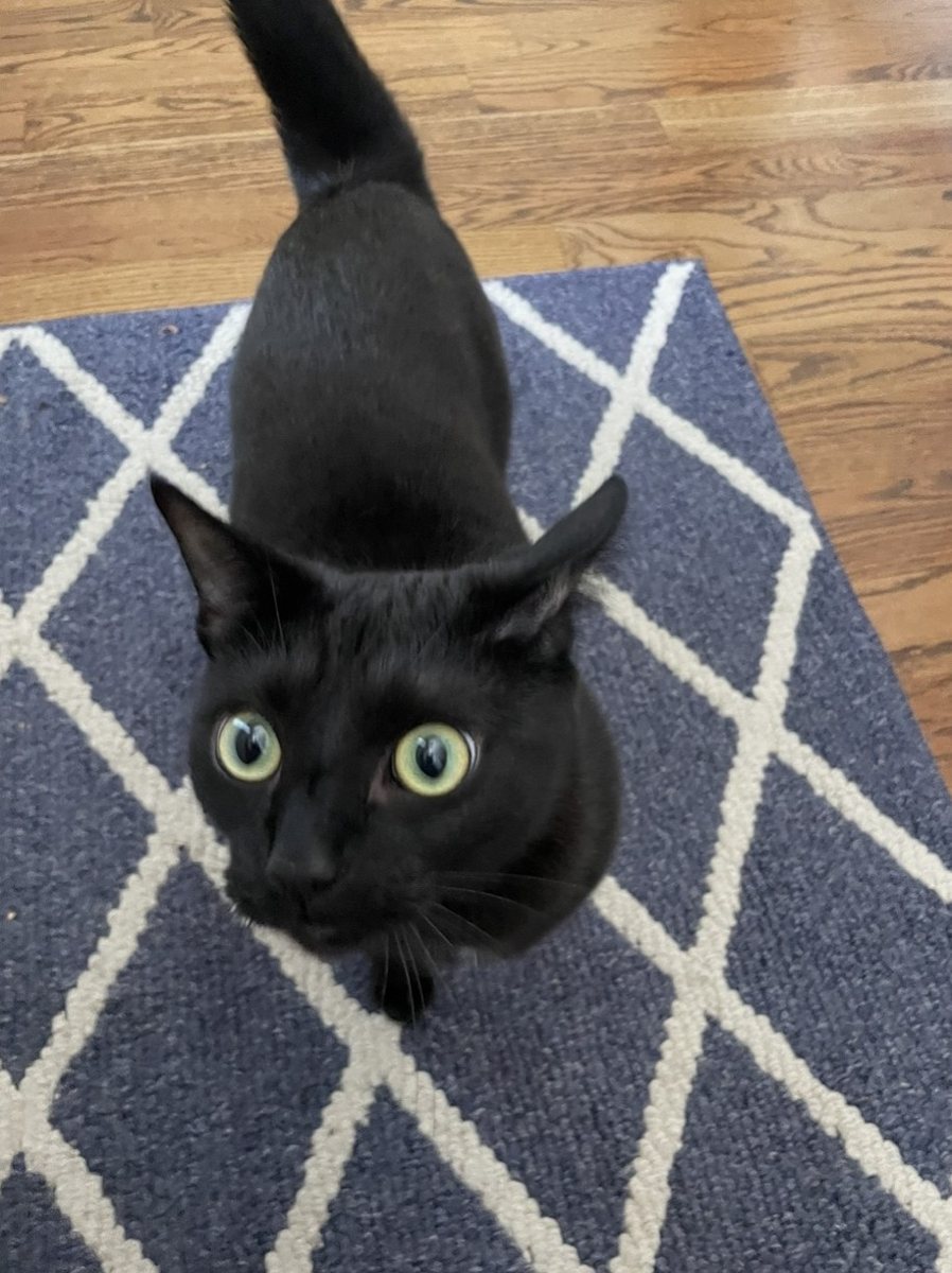 A black cat with big green eyes looking up