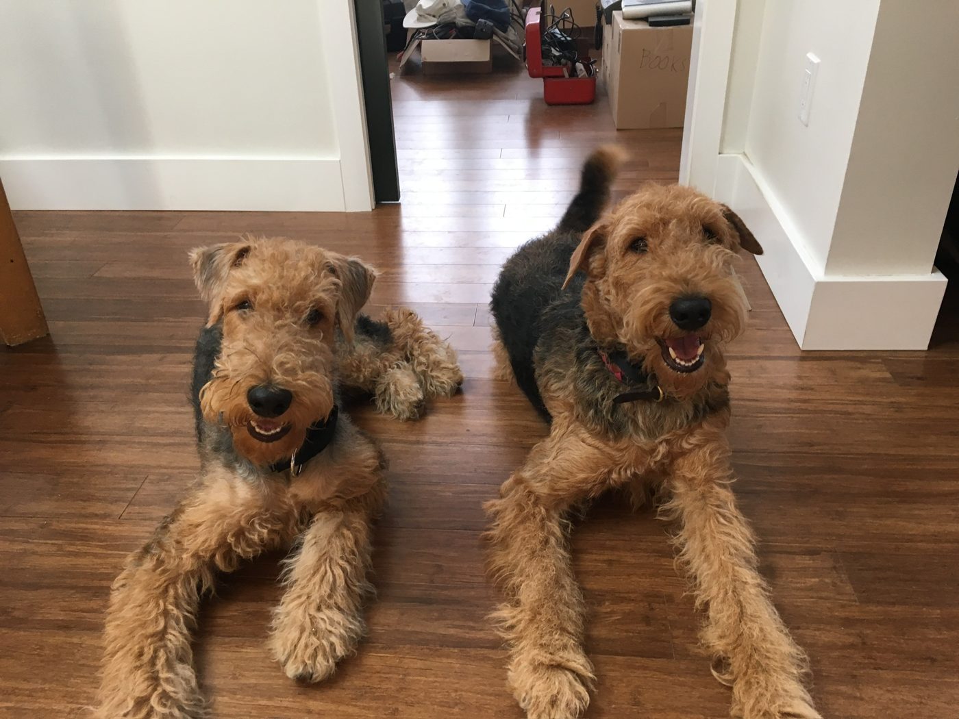 Two Airedale terriers lying side by side