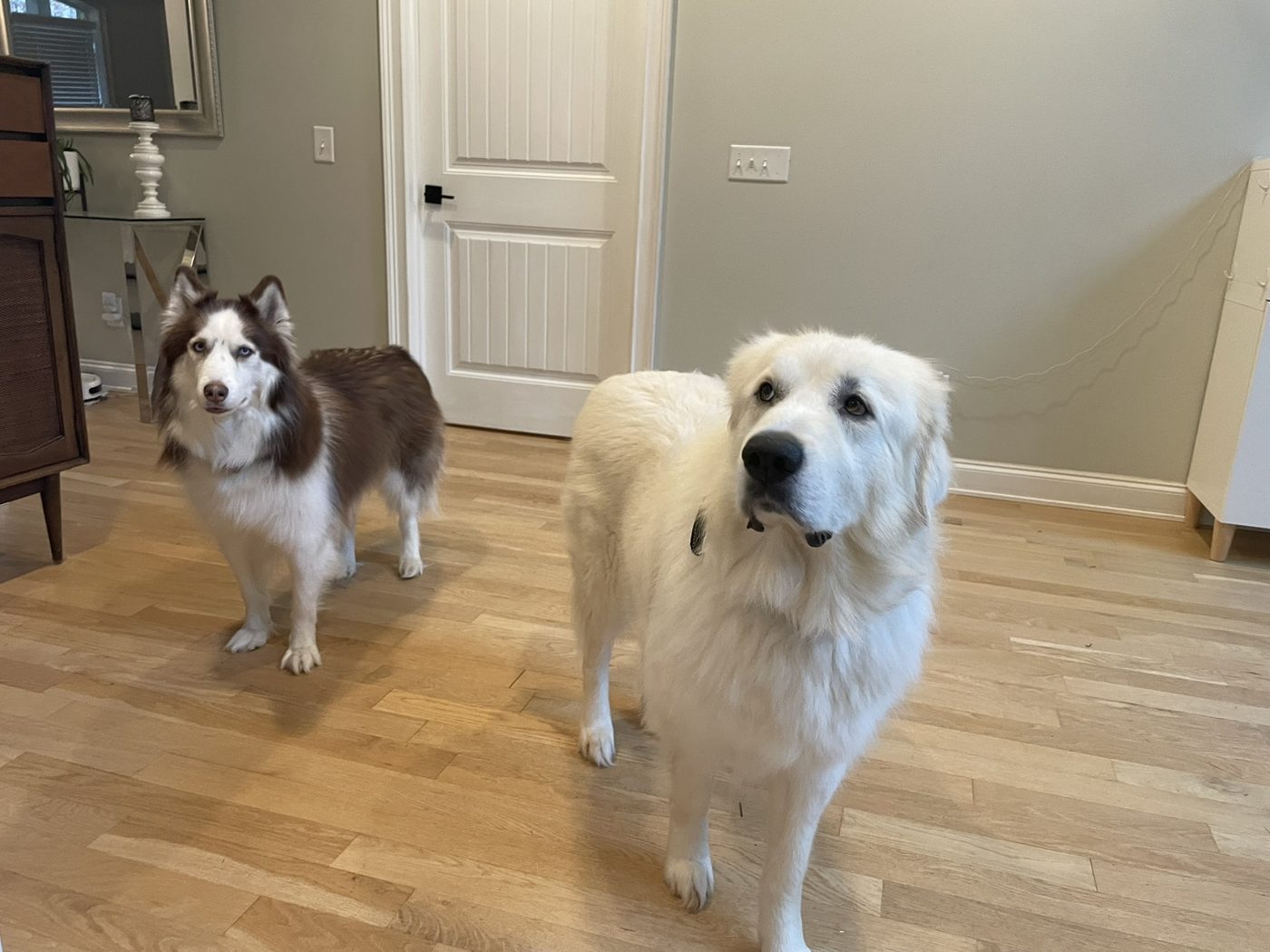 A husky and a Great Pyrenees standing in a living room