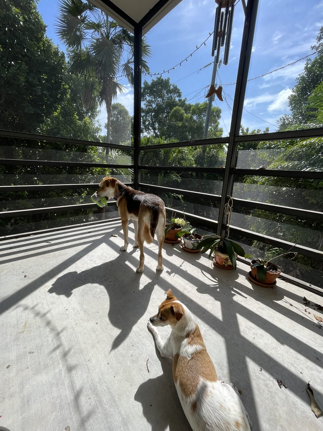 Two dogs on a sunny screened porch surrounded by palms