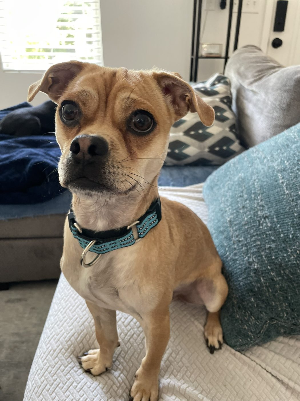 A puggle puppy with big eyes sitting on a couch