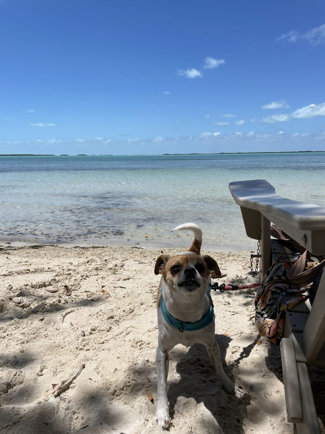 A small dog on a Keys beach with turquoise water