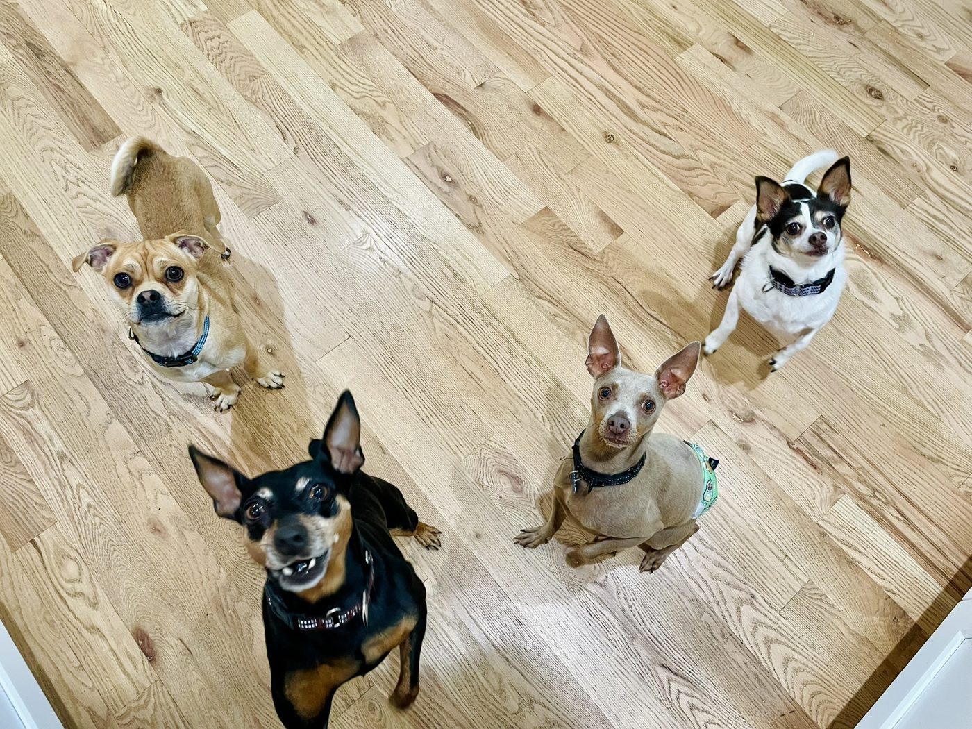 Four small dogs looking up from a wooden floor