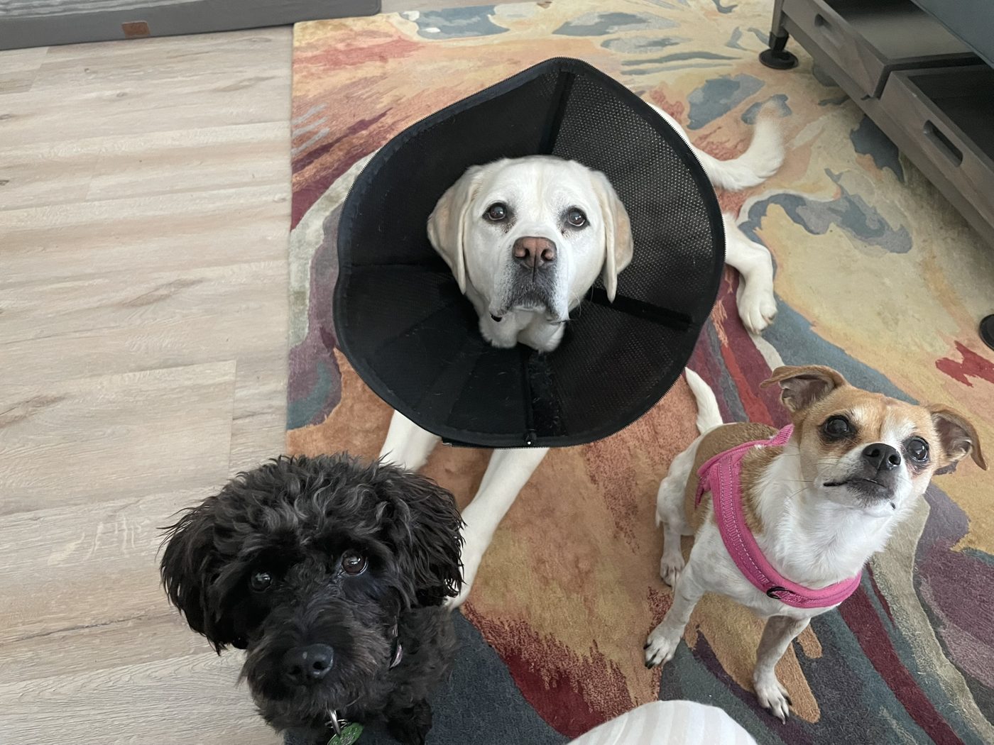 A senior dog in a recovery cone with two small companions