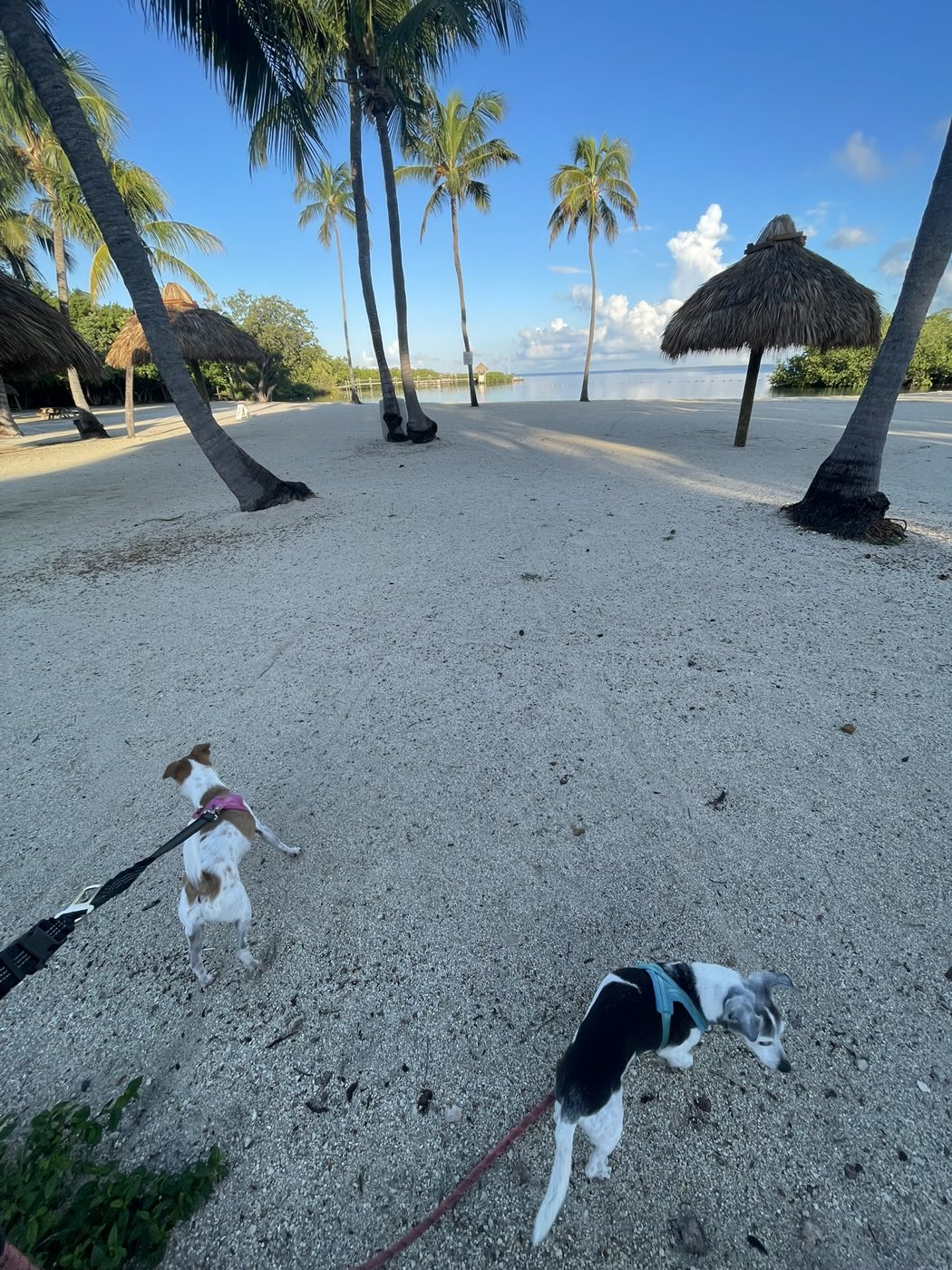 Two small dogs on a walk along a palm-lined Keys beach