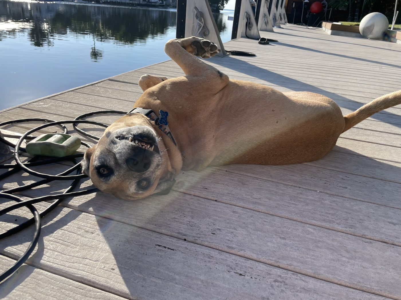 A happy dog rolling on its back on a waterfront dock