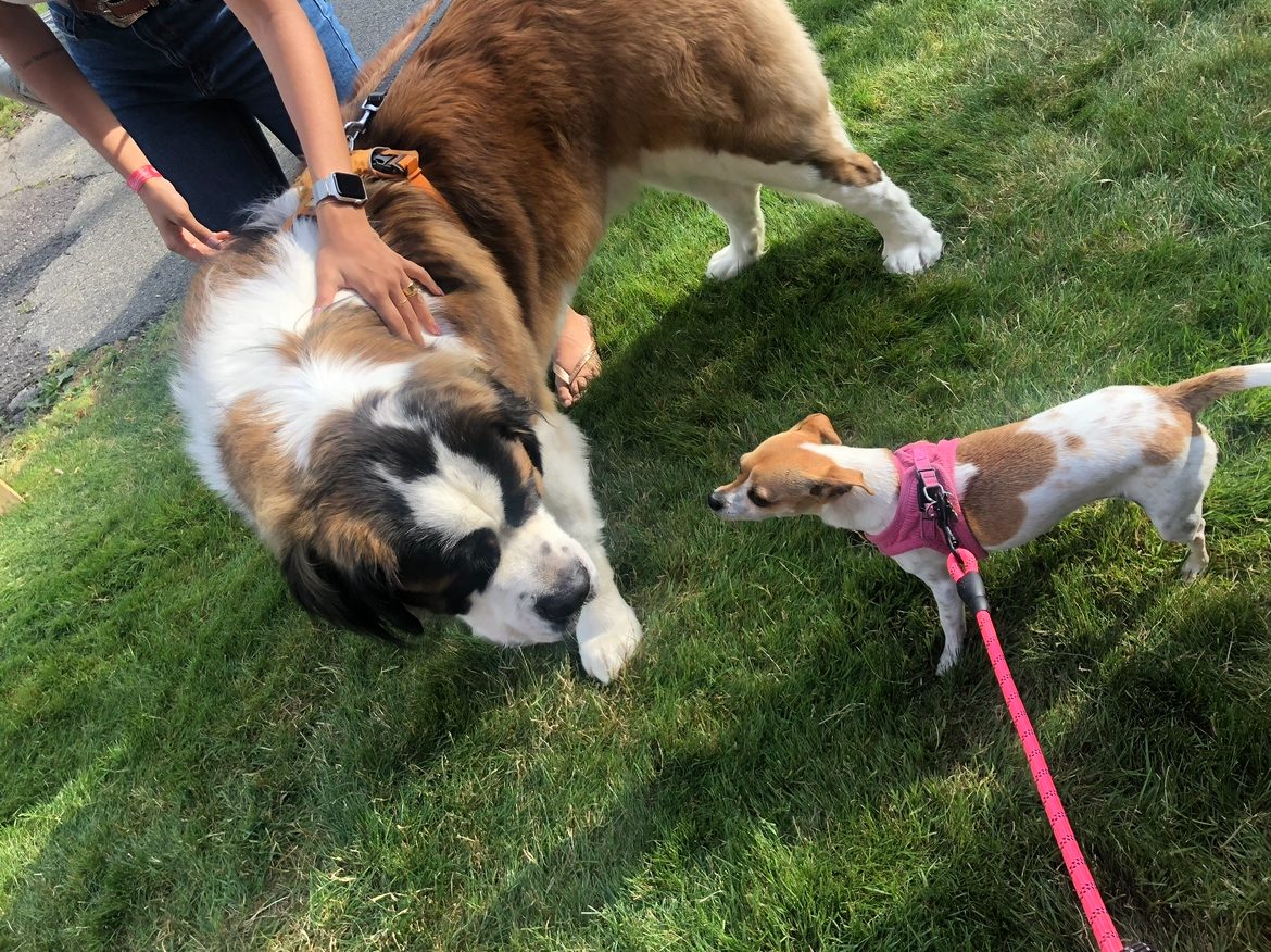 A Saint Bernard playing with a small dog in the grass