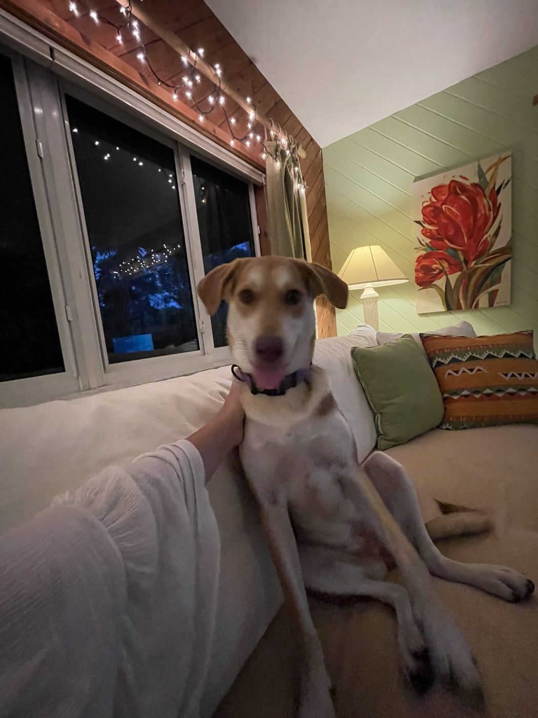A happy dog relaxing on a bed in a cozy room