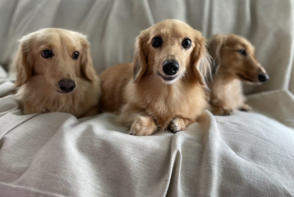 Three long-haired dachshunds snuggled on a blanket