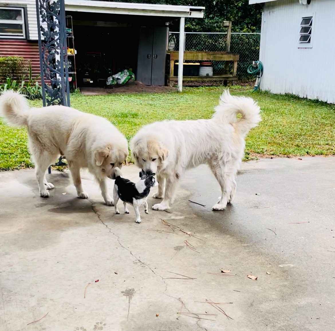 Two fluffy white dogs and a small black dog in a yard