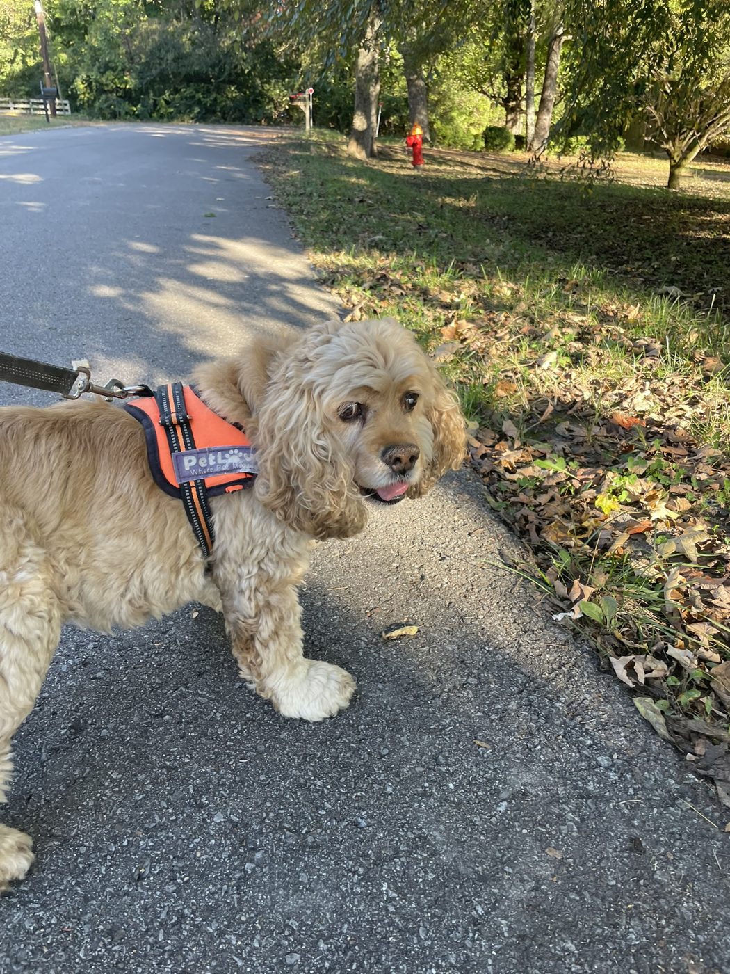 A cocker spaniel in a harness on a sunny walk