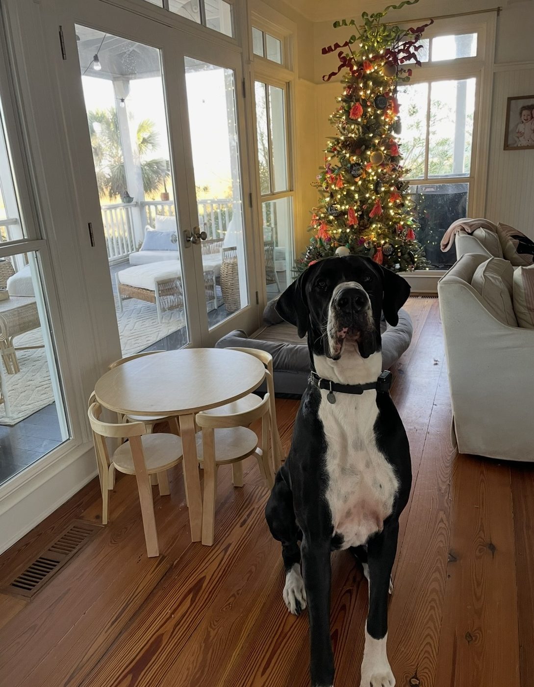 A black and white Great Dane sitting tall by a Christmas tree