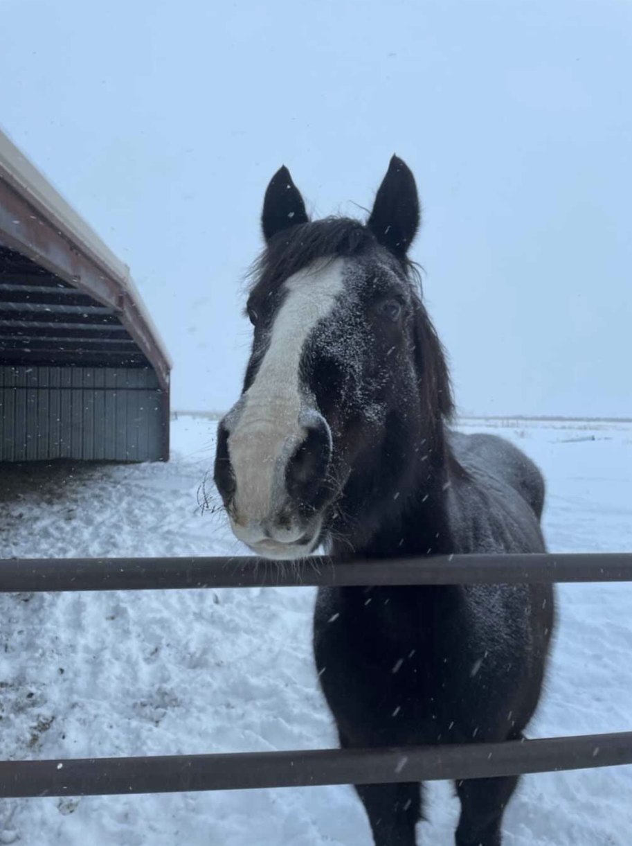 A horse in the snow leaning over a fence