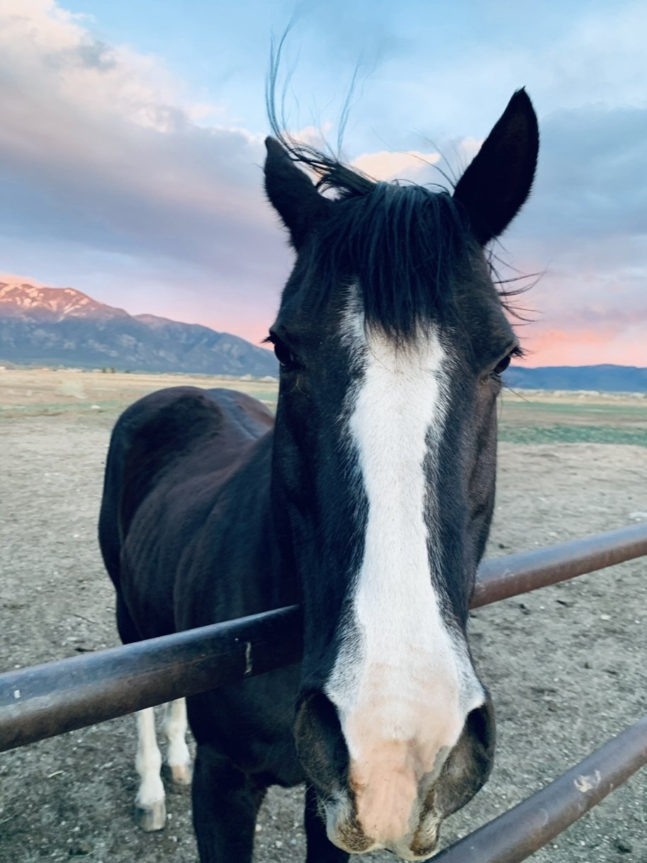 A black and white horse at a fence at sunset with mountains behind
