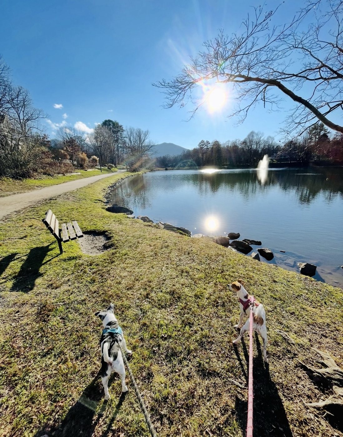 Two small dogs on a sunny lakeside walk