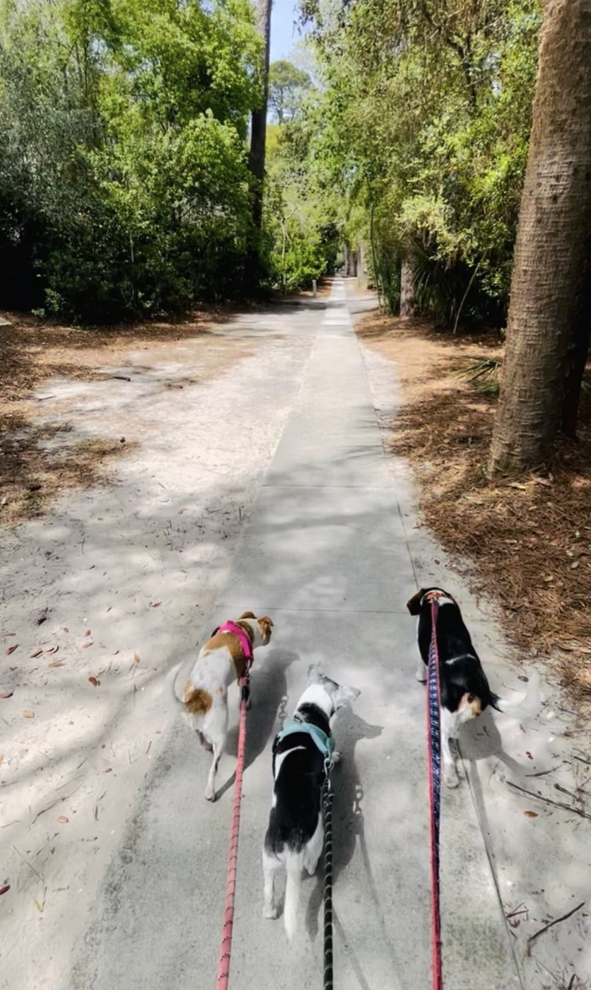 Three dogs on leashes walking a shady sandy trail